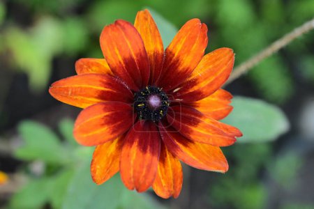 Téléchargez les photos : Fleur rouge et jaune du dahlia - en image libre de droit