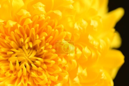 Photo for Beautiful chrysanthemum flower, close up - Royalty Free Image