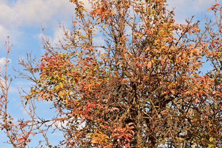 Téléchargez les photos : Couleurs d'automne dans la forêt - en image libre de droit