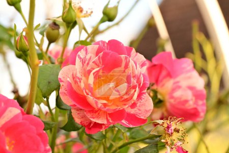 Téléchargez les photos : Roses rouges dans le jardin - en image libre de droit