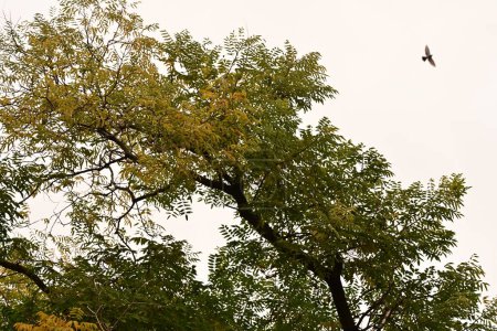 Téléchargez les photos : Oiseau au-dessus de l'arbre dans le parc, nature - en image libre de droit
