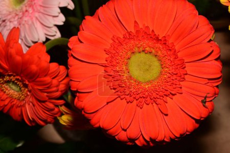 Foto de Primer plano de hermosas flores apretadas - Imagen libre de derechos