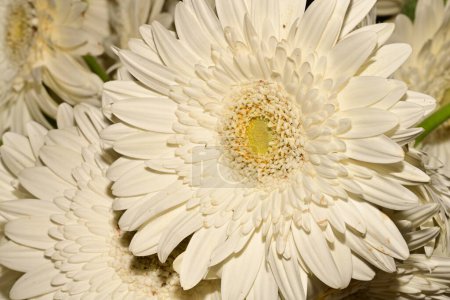 Photo for White  flowers in macro - Royalty Free Image