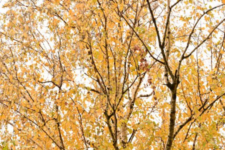 Photo for Yellow autumn  trees in park - Royalty Free Image