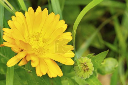Foto de Flor amarilla creciendo en el jardín - Imagen libre de derechos