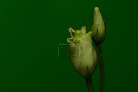 Foto de Hermosas flores blancas sobre un fondo verde - Imagen libre de derechos