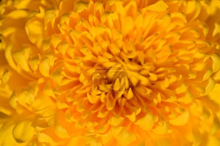 Photo for Macro shot of beautiful chrysanthemum flower - Royalty Free Image