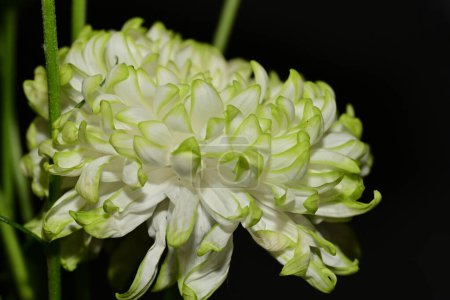 Téléchargez les photos : Gros plan de fleur de chrysanthème blanche - en image libre de droit