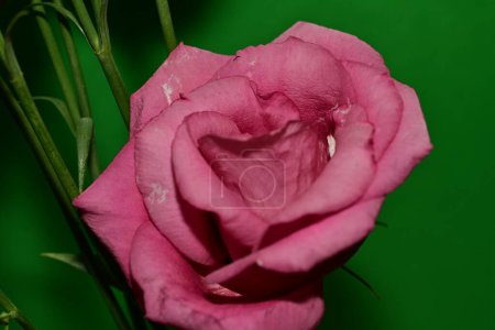Téléchargez les photos : Belle fleur rose dans le jardin - en image libre de droit