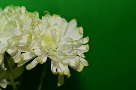 Foto de Primer plano de hermosos crisantemos blancos - Imagen libre de derechos