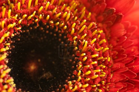Téléchargez les photos : Belles pétales de fleurs rouges - en image libre de droit