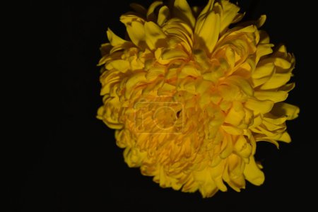 Foto de Primer plano de hermosa flor de crisantemo sobre fondo negro - Imagen libre de derechos