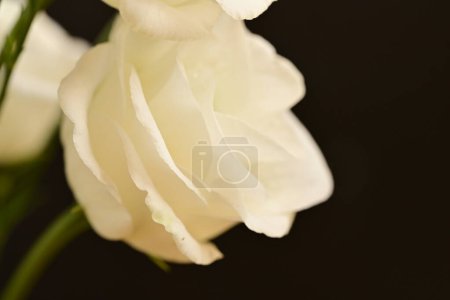 Foto de Hermosas flores blancas eustoma, vista de cerca - Imagen libre de derechos