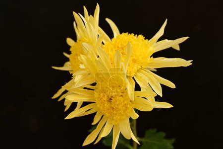 Photo for Chrysanthemums, yellow flowers, flora in nature - Royalty Free Image
