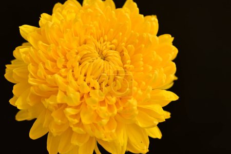 Photo for Close up of beautiful chrysanthemum  flower on black background - Royalty Free Image