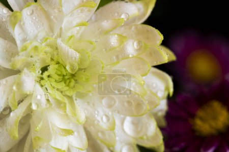 Téléchargez les photos : Gros plan d'un chrysanthème blanc - en image libre de droit