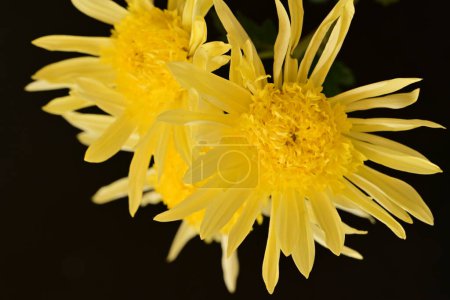 Photo for Yellow flowers in the garden - Royalty Free Image