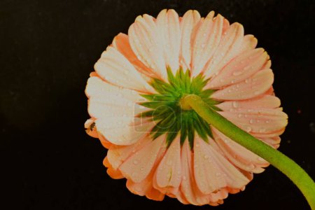 Photo for Close up of beautiful gerbera  flower on black background - Royalty Free Image