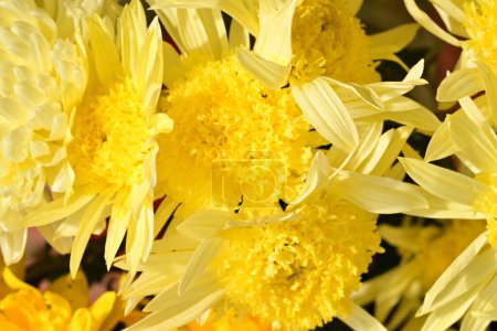 Photo for Beautiful chrysanthemums flowers bouquet, close up - Royalty Free Image