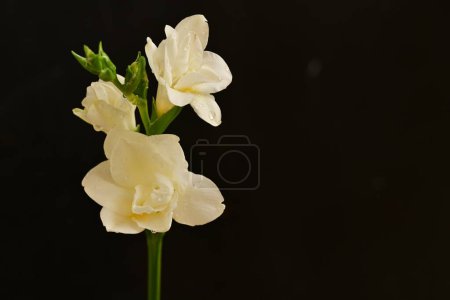 Photo for Beautiful white flowers, close up view - Royalty Free Image