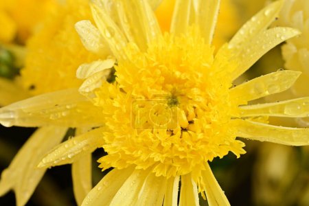 Photo for Bright  chrysanthemum flowers, close up - Royalty Free Image