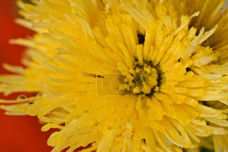 Téléchargez les photos : Fleurs de chrysanthème lumineux, gros plan - en image libre de droit