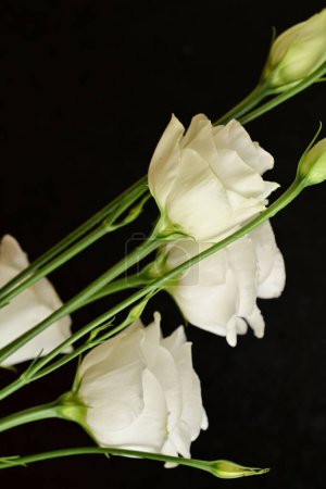 Téléchargez les photos : Fleurs blanches sur fond noir. - en image libre de droit