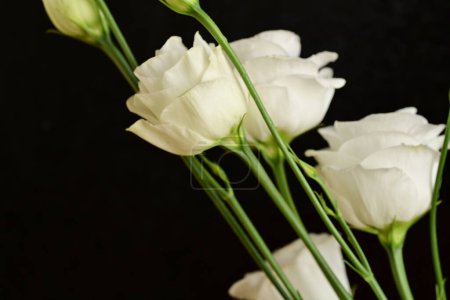 Photo for White flowers on a black background. - Royalty Free Image