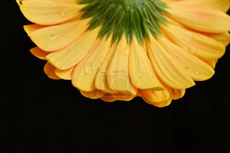 Photo for Close up of beautiful gerbera  flower on black background - Royalty Free Image