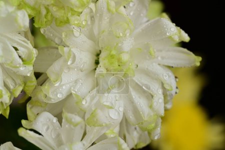 Foto de Flores blancas, crisantemos de cerca - Imagen libre de derechos