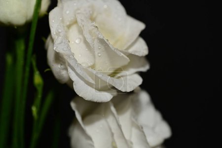 Foto de Flores blancas aisladas sobre fondo negro - Imagen libre de derechos