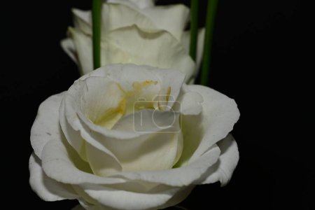 Téléchargez les photos : Fleurs blanches, isolées sur fond noir - en image libre de droit