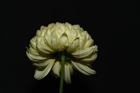Téléchargez les photos : Belle fleur sur fond noir, vue rapprochée - en image libre de droit
