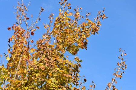 Téléchargez les photos : Arbres d'automne avec des feuilles par une journée ensoleillée - en image libre de droit