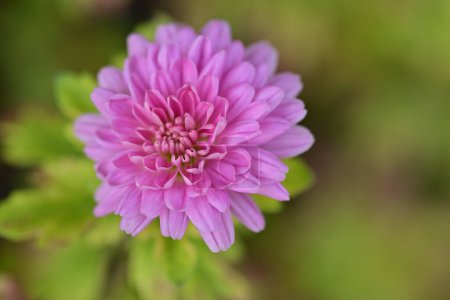 Téléchargez les photos : Belles fleurs poussant dans le jardin - en image libre de droit