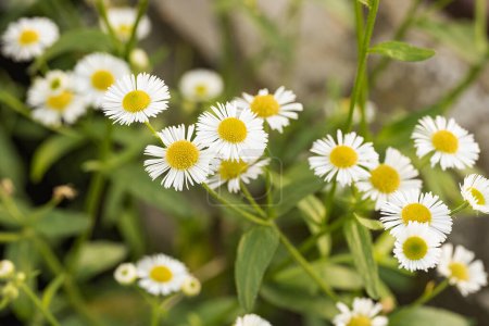 Photo for White daisies in the garden - Royalty Free Image