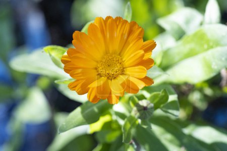 Téléchargez les photos : Fleur de souci dans le jardin - en image libre de droit