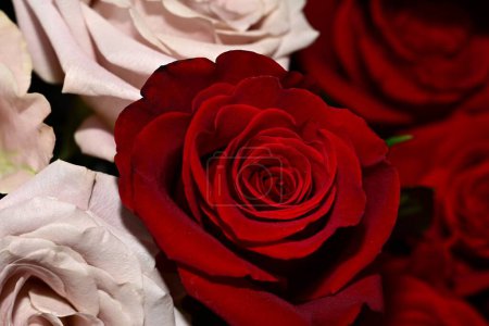 Foto de Hermoso ramo de rosas, primer plano - Imagen libre de derechos