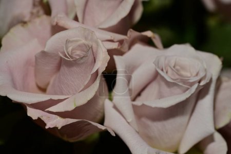 Téléchargez les photos : Un gros plan de roses roses - en image libre de droit