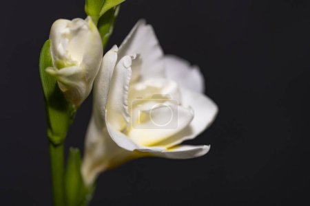 Foto de Flores de lirio blanco sobre fondo negro - Imagen libre de derechos