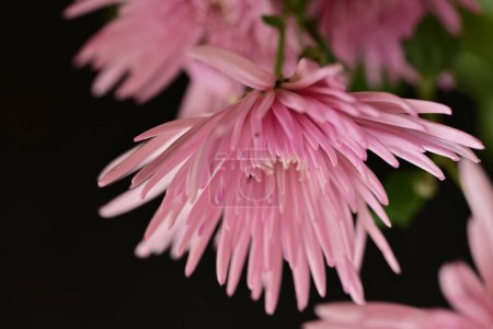 Foto de Primer plano de flores rosadas - Imagen libre de derechos