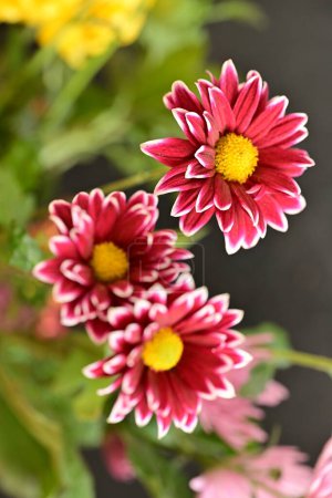 Foto de Ramo de hermosas flores de crisantemo, primer plano - Imagen libre de derechos