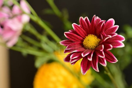 Foto de Hermosas flores sobre fondo oscuro - Imagen libre de derechos