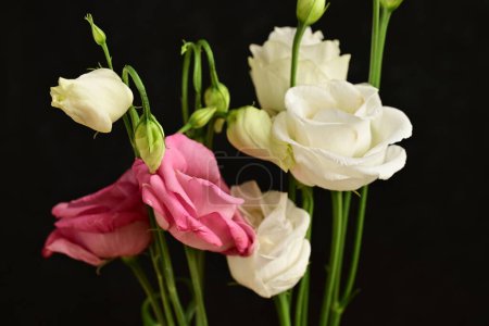 Téléchargez les photos : Belles fleurs d'eustomes sur fond sombre - en image libre de droit