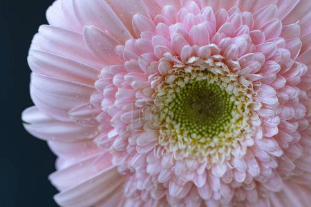 Téléchargez les photos : Belle fleur de gerbera vlose up - en image libre de droit