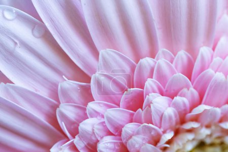 Photo for Beautiful gerbera flower vlose up - Royalty Free Image