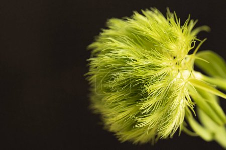 Photo for Beautiful green fluffy flower on the dark background - Royalty Free Image