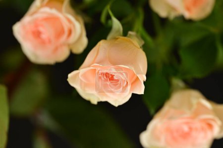Téléchargez les photos : Roses roses vives, fleurs. plan studio - en image libre de droit