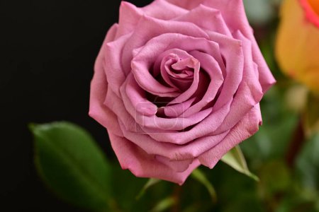 Téléchargez les photos : Un gros plan d'une fleur rose vif - en image libre de droit