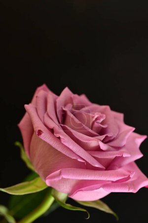 Téléchargez les photos : Un gros plan d'une fleur rose vif - en image libre de droit
